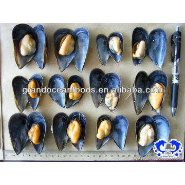 Frozen IQF mussel meat with shell